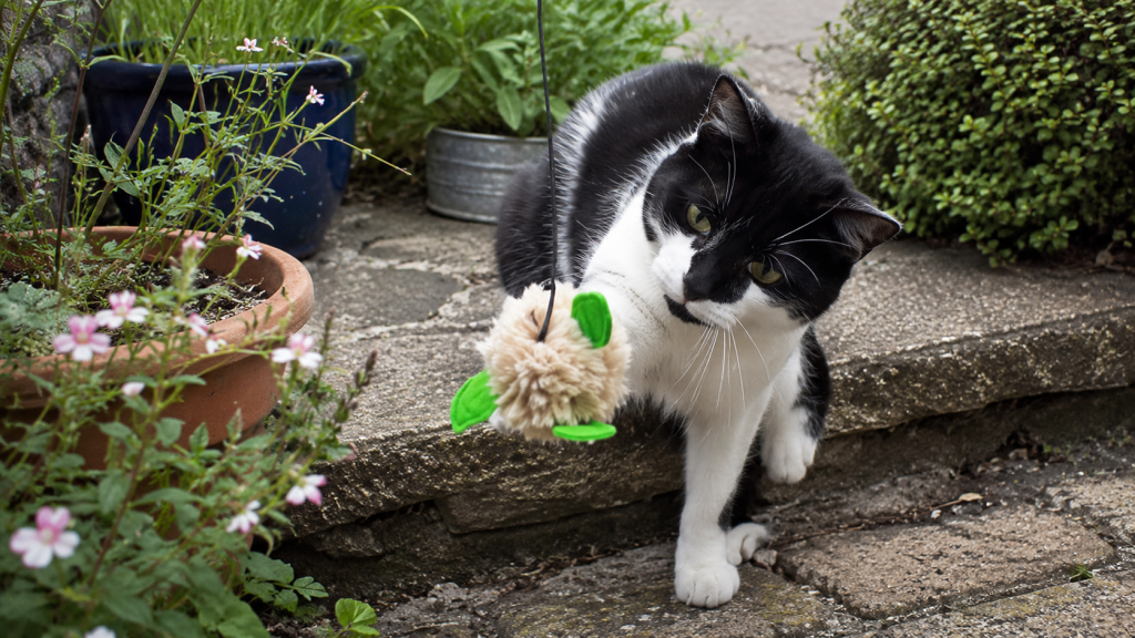 Cat Dangler Toys