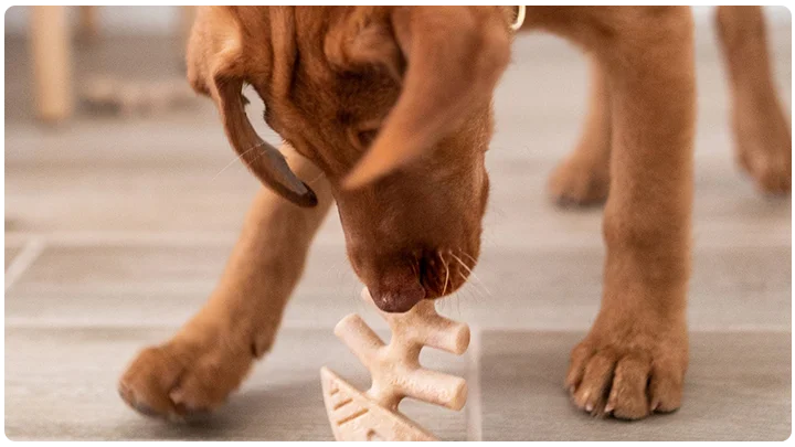 Brown puppy playing with a bone-shaped chew toy indoors